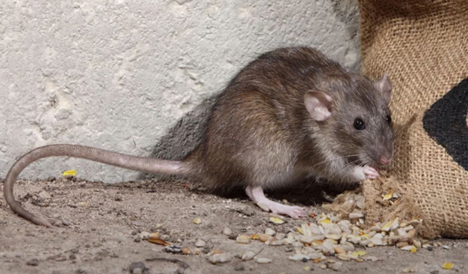 фото: Профессиональная дератизация в рабочем поселке Московской области Бутово: <br/>+7-909-173-42-96