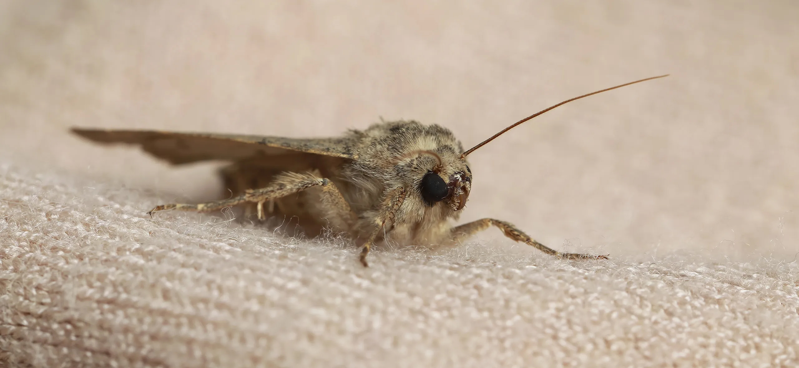 фото: Профессиональная обработка от моли в рабочем поселке Московской области Бутово: <br/>+7-909-173-42-96